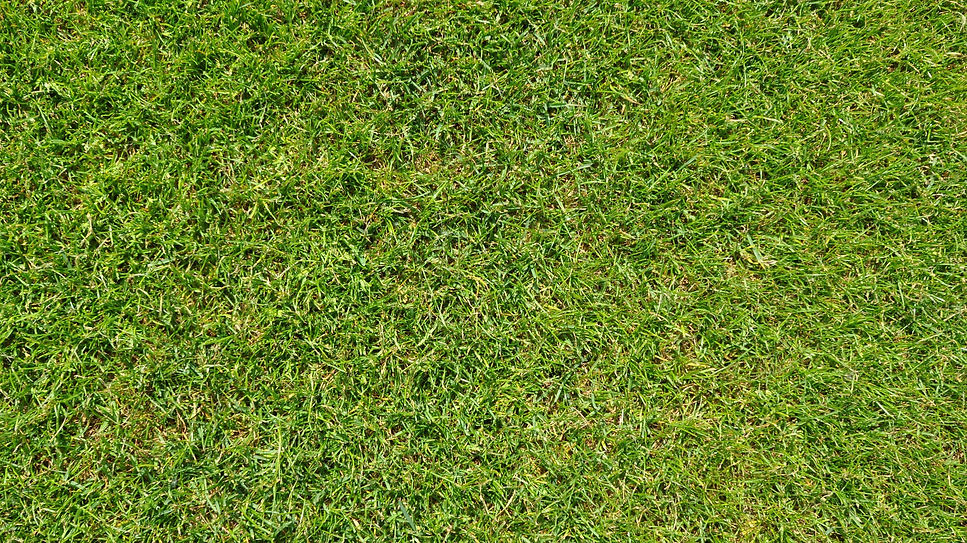 grass-1176417_1920.jpg