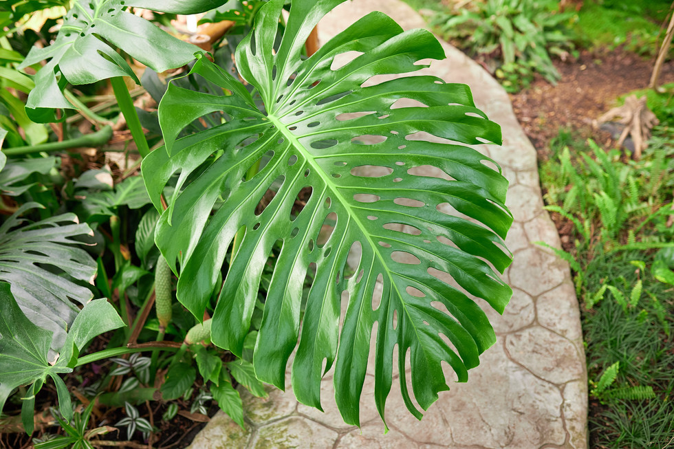 побачення в оранжереї.Київ.романтик