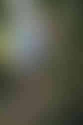 як зробити пропозицію. Київ. романтик