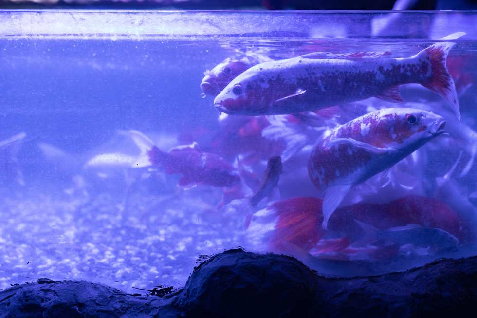 Вечір  в океанаріумі. Київ. романтик