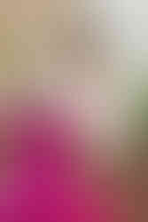 романтические рестораны Киева, romantic