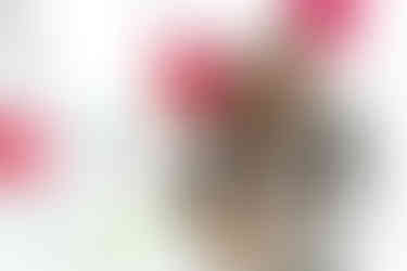 Як зробити пропозицію. Київ. Романтик