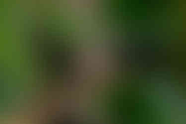 Вечеря в оранжереї Київ. романтик