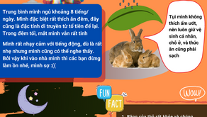 Thỏ ở nhà Farm