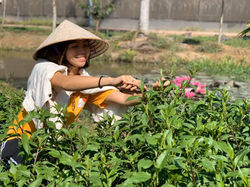 Thu hoạch rau bầu đất