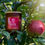 Thumbnail: Autumn Orchard Soy Candle 8.5 oz