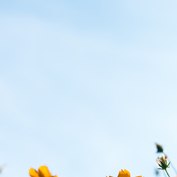 Wild Flowers_edited.jpg