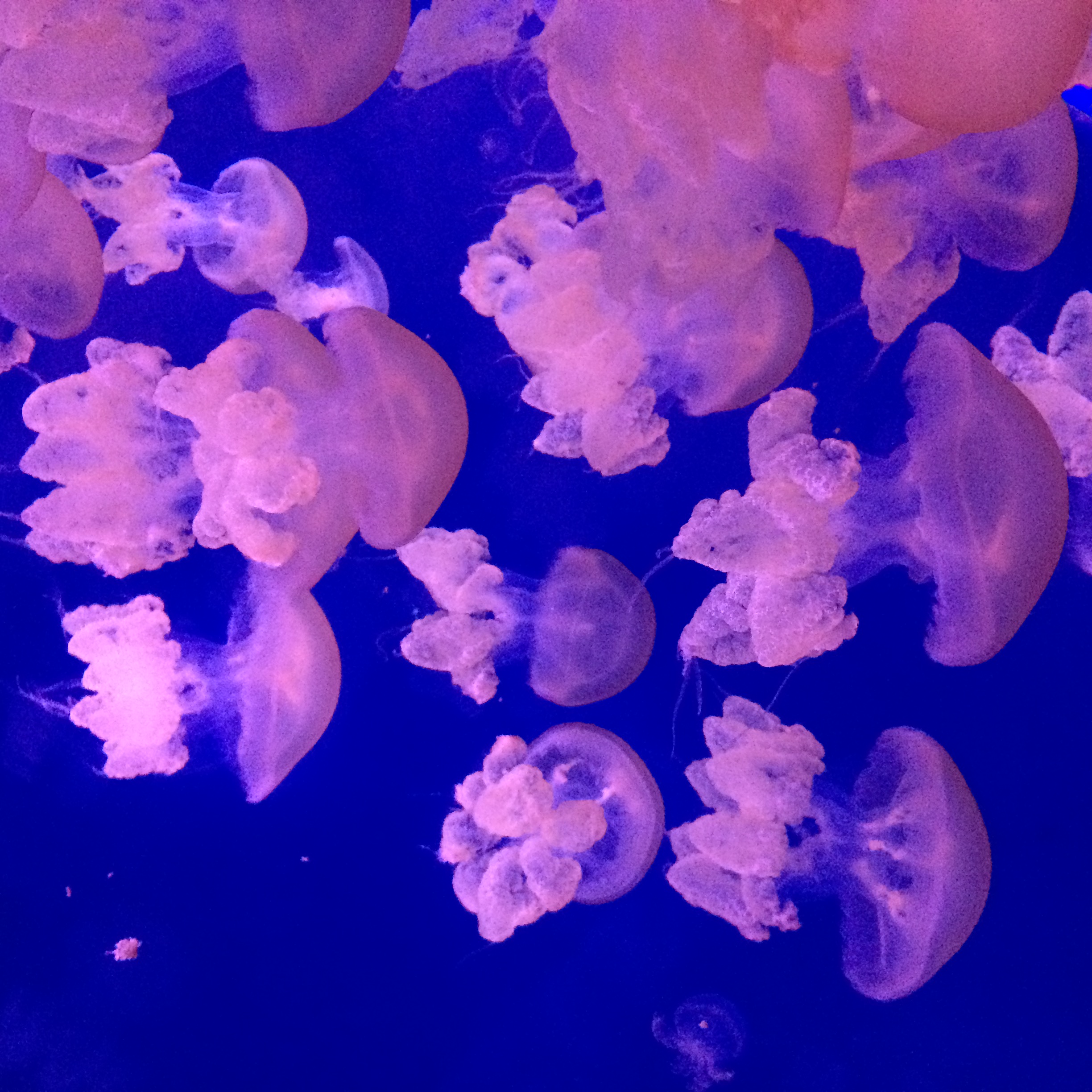 Aquarium de Paris