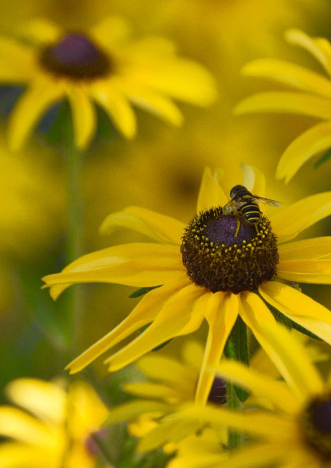 Bee on Yellow Coneflower