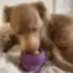 Dogwithfreezbone-07_ef1483a3-b5f5-4cad-9355-1713eb65b219.webp