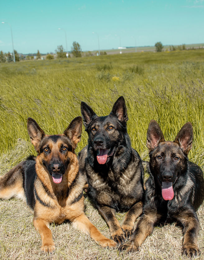 Reeds K9 Training Home