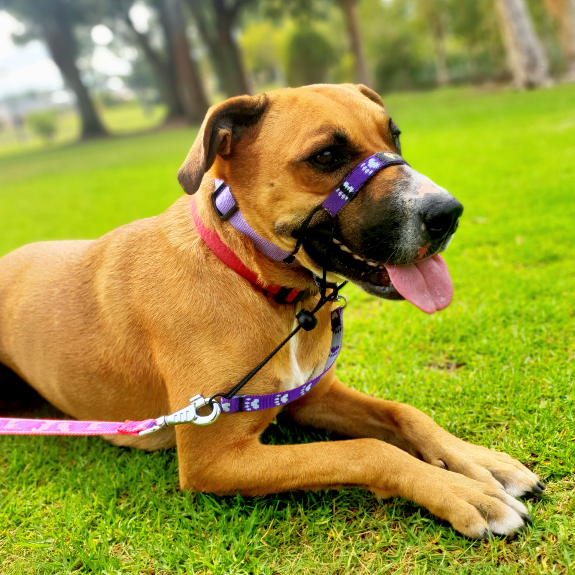 Standard Purple Halter Collar