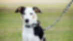 photo of dog wearing Pawfect Pet Creations Black Camo colla and lead