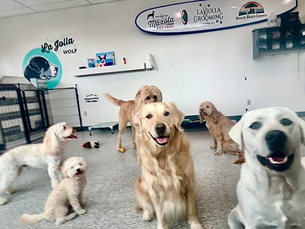 Puppy Playdates Done Right: Safety & Fun at Our Daycare by the Sea