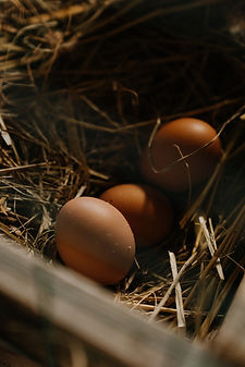 Barn Eggs