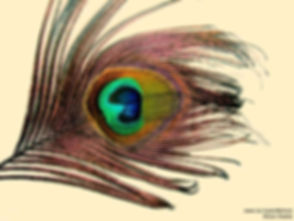 Peacock Feather