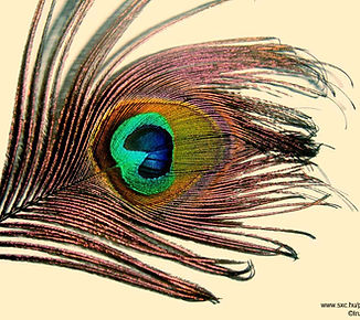 Plume de paon