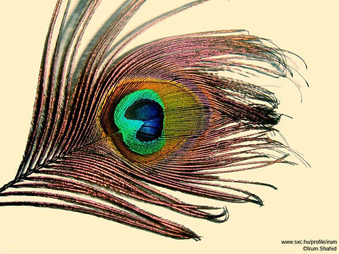 Peacock Feather