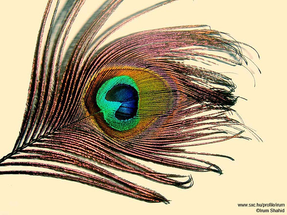 Peacock Feather