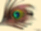 Plume de paon
