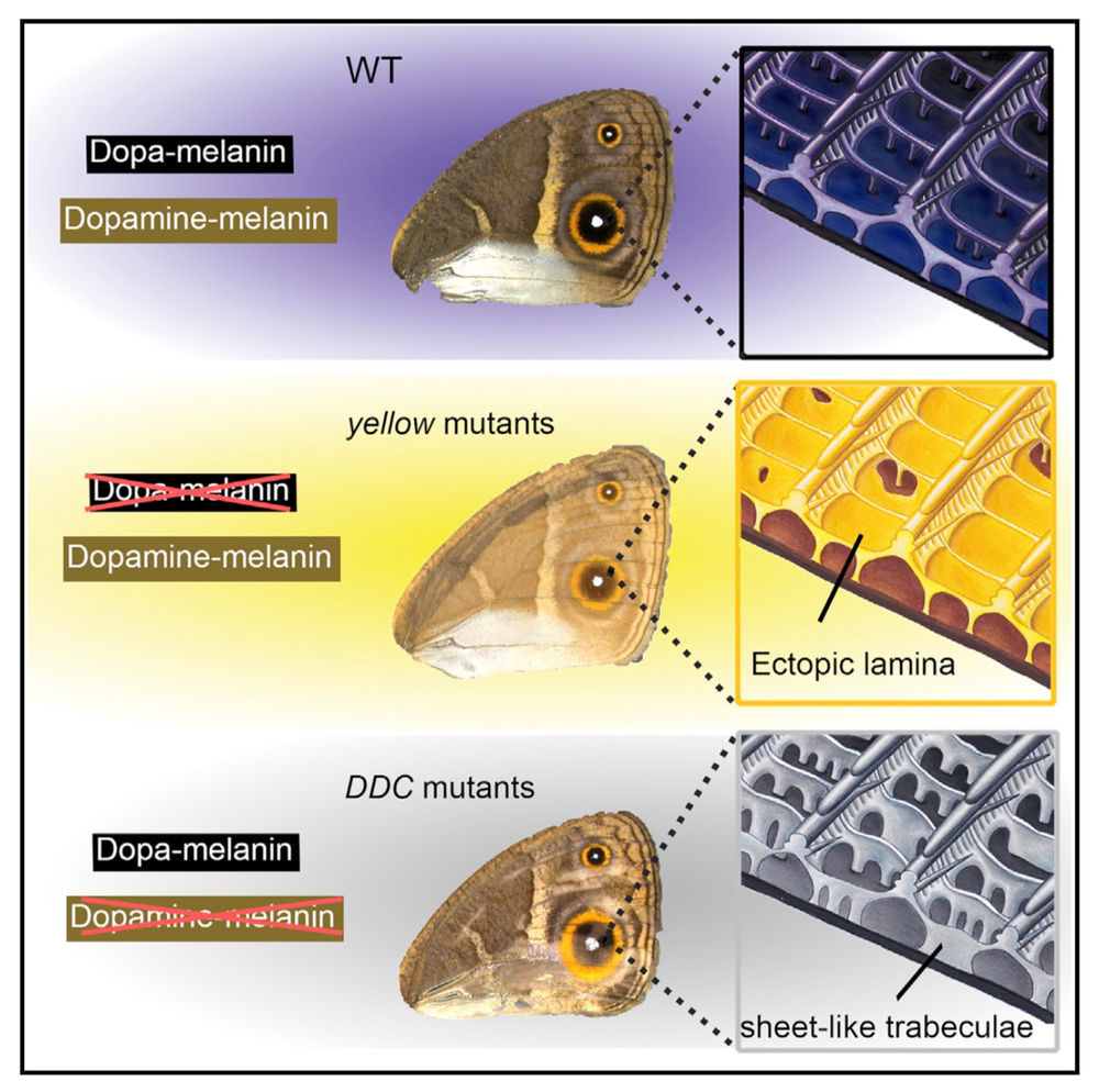 Butterfly scales and structural colours