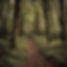 A woodland in autumn