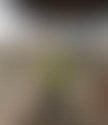 Freya's Work Experience