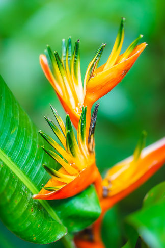 GUADELOUPE - Bec de perroquet