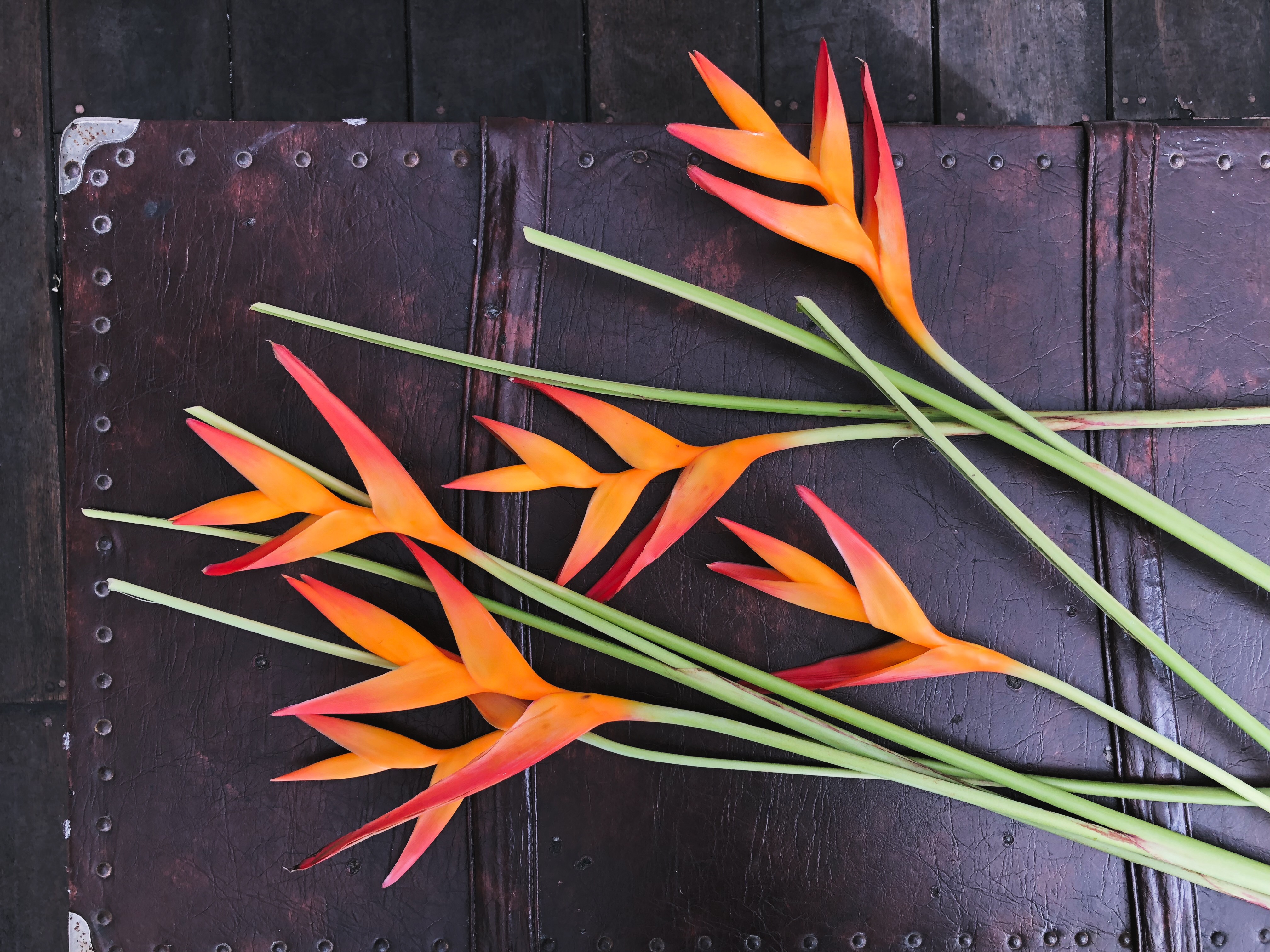 magic flowers ecuador magic flowers ecuador