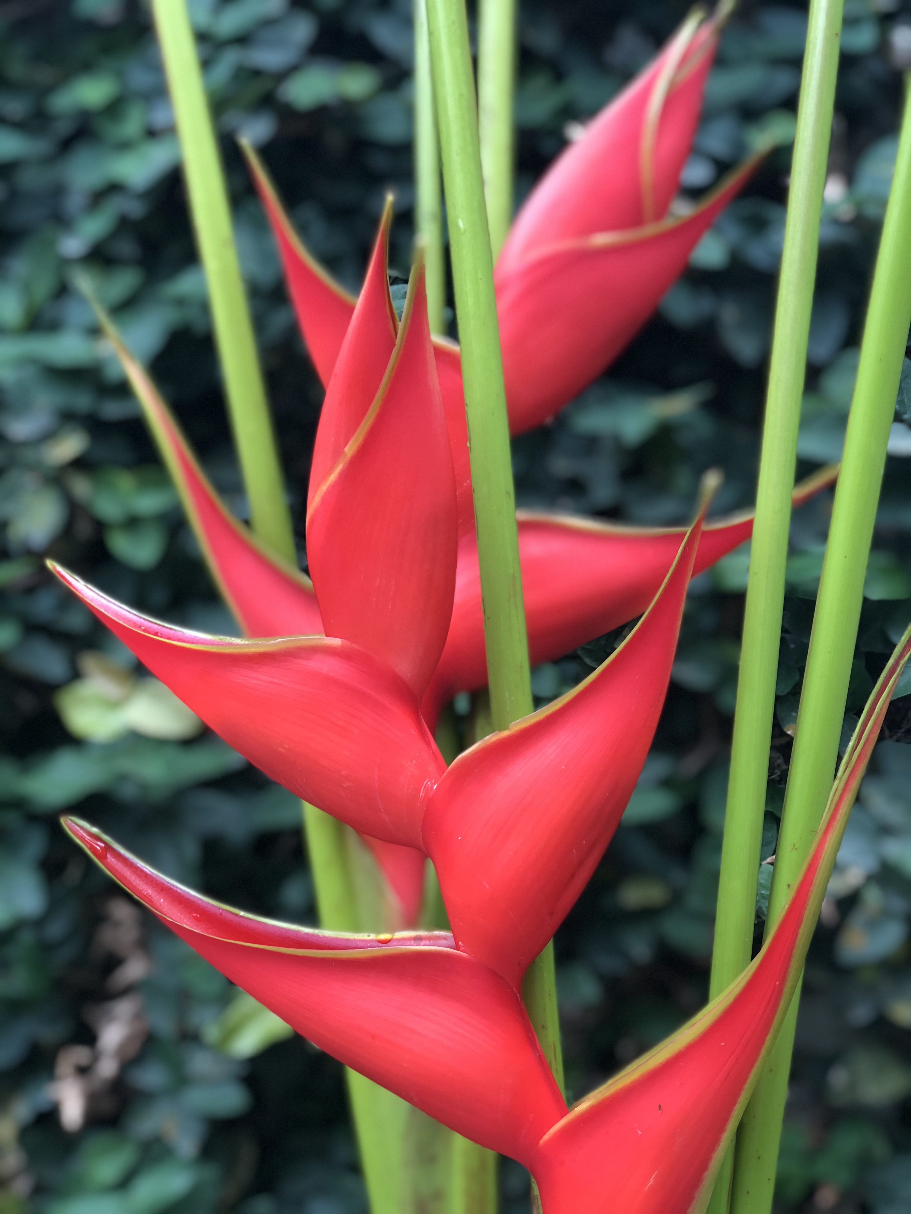 Heliconias magicflowers