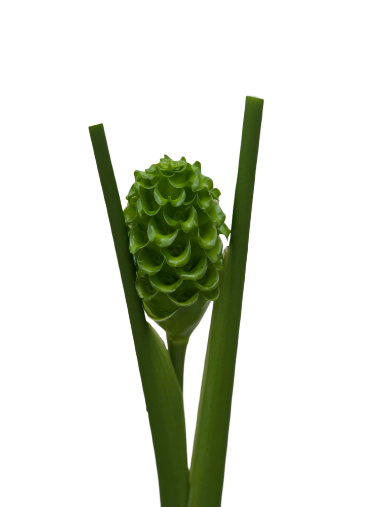 Calathea Green Ice