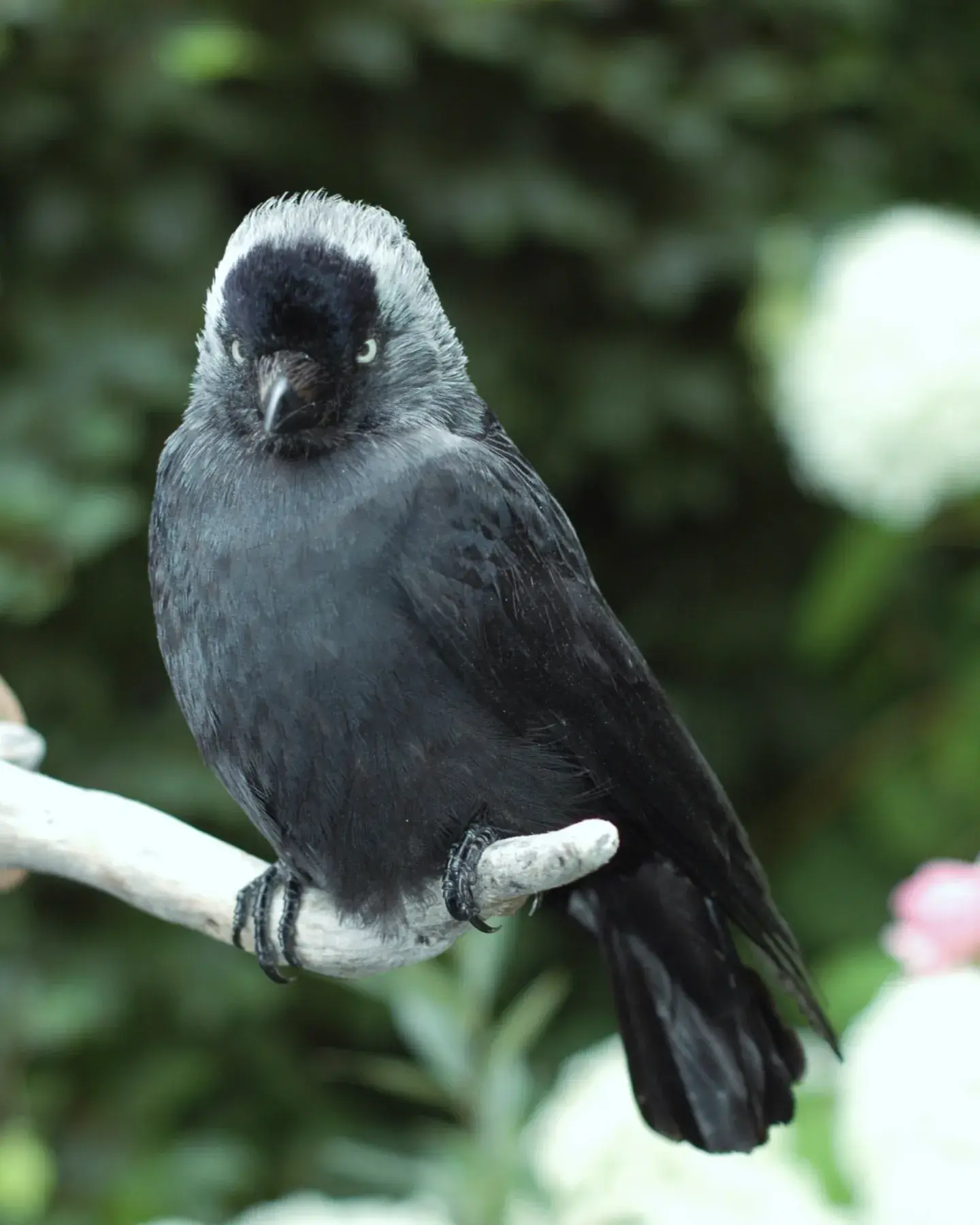 Unieke Opgezette Kauw voor aan de Muur