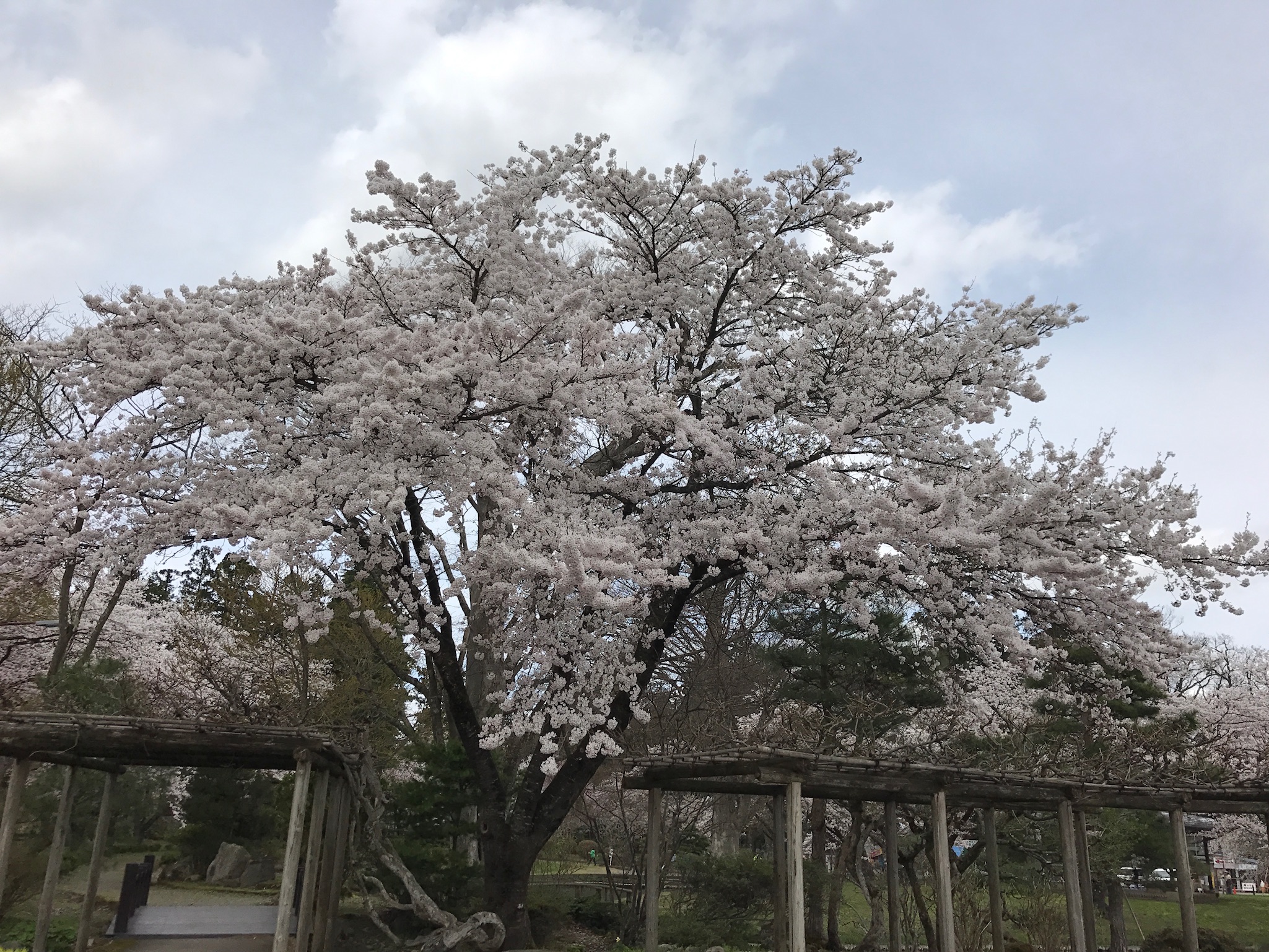 伊佐須美神社の桜