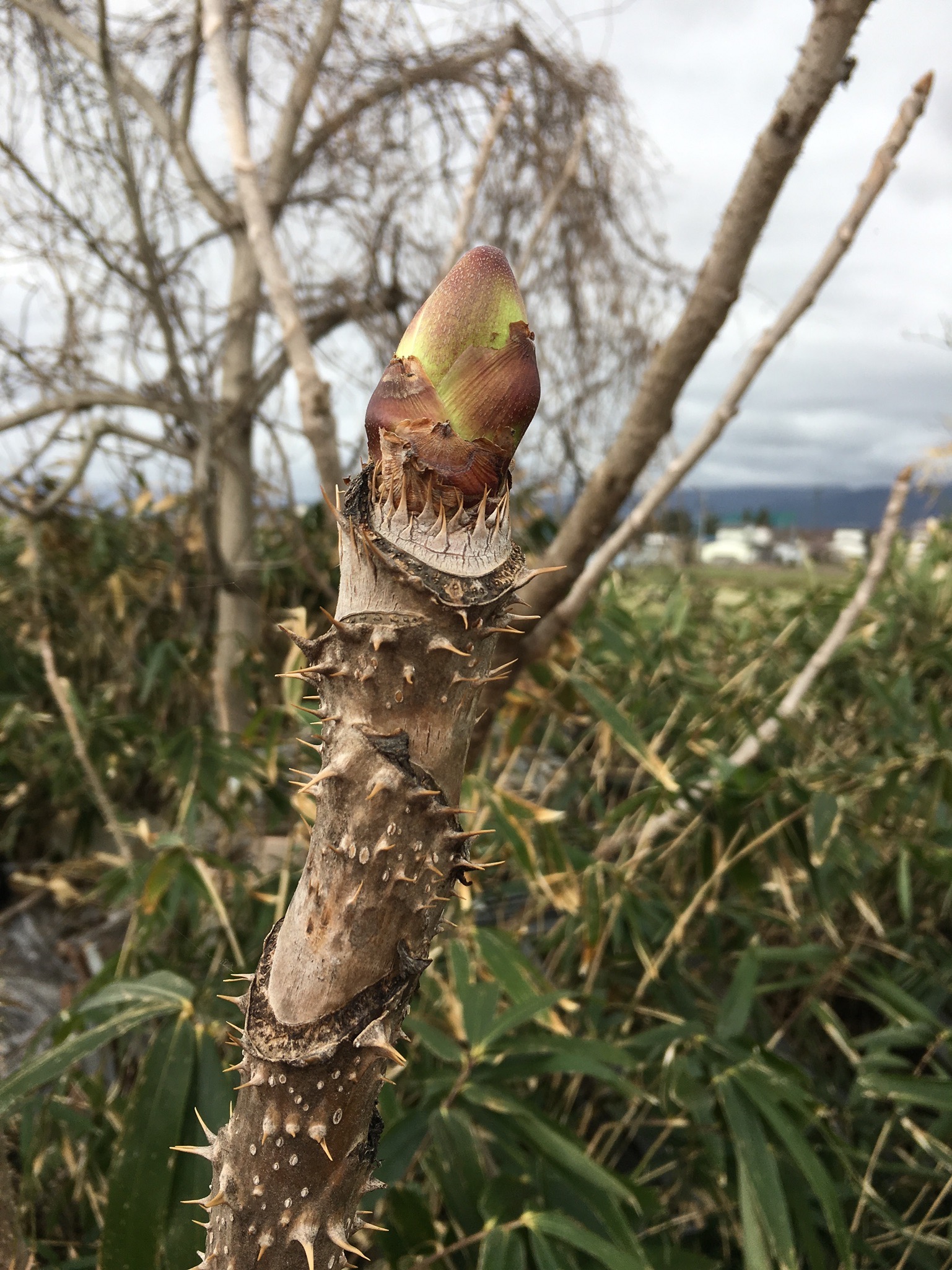 たらの芽出てきました