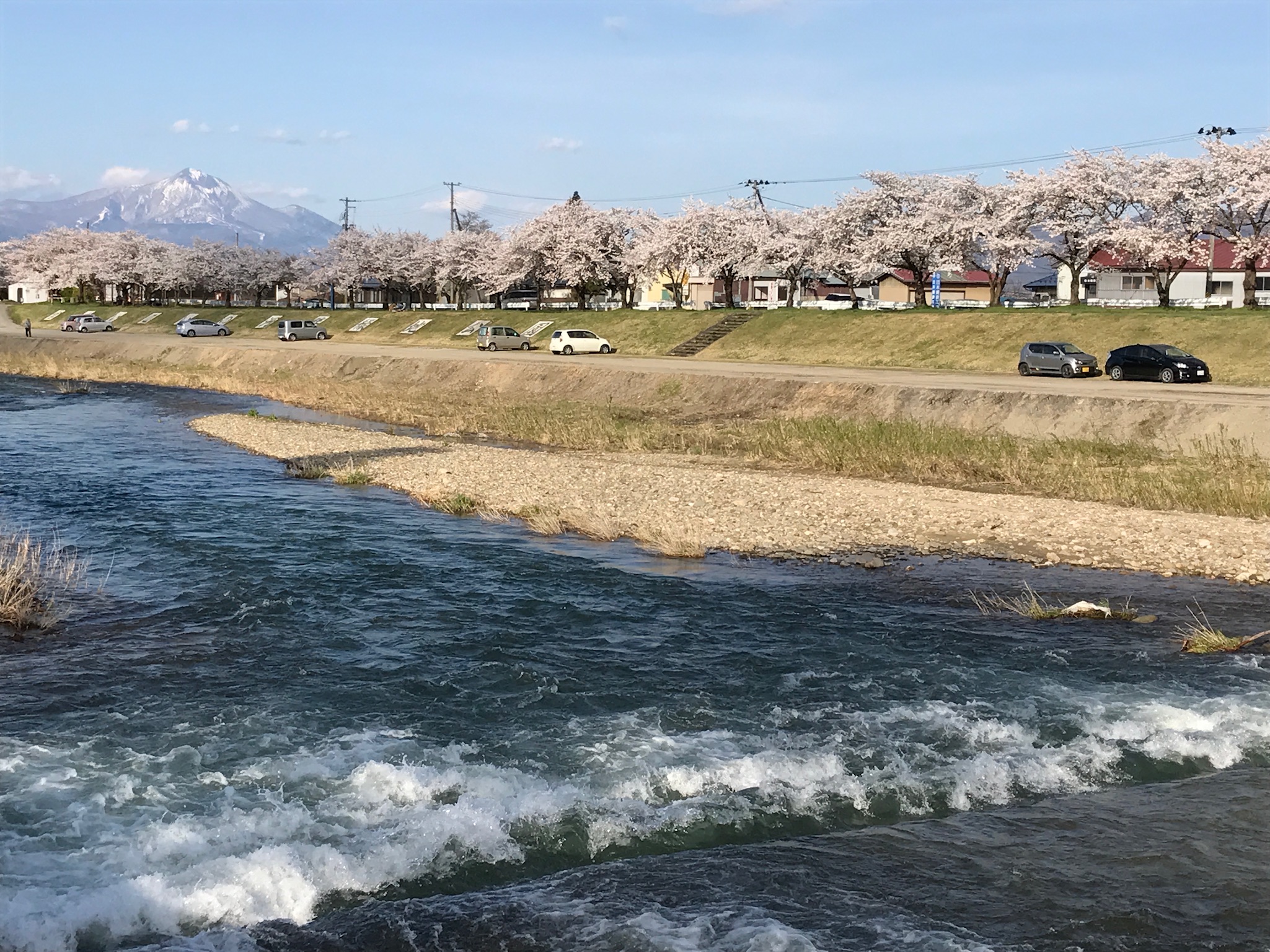 磐梯山と千本桜