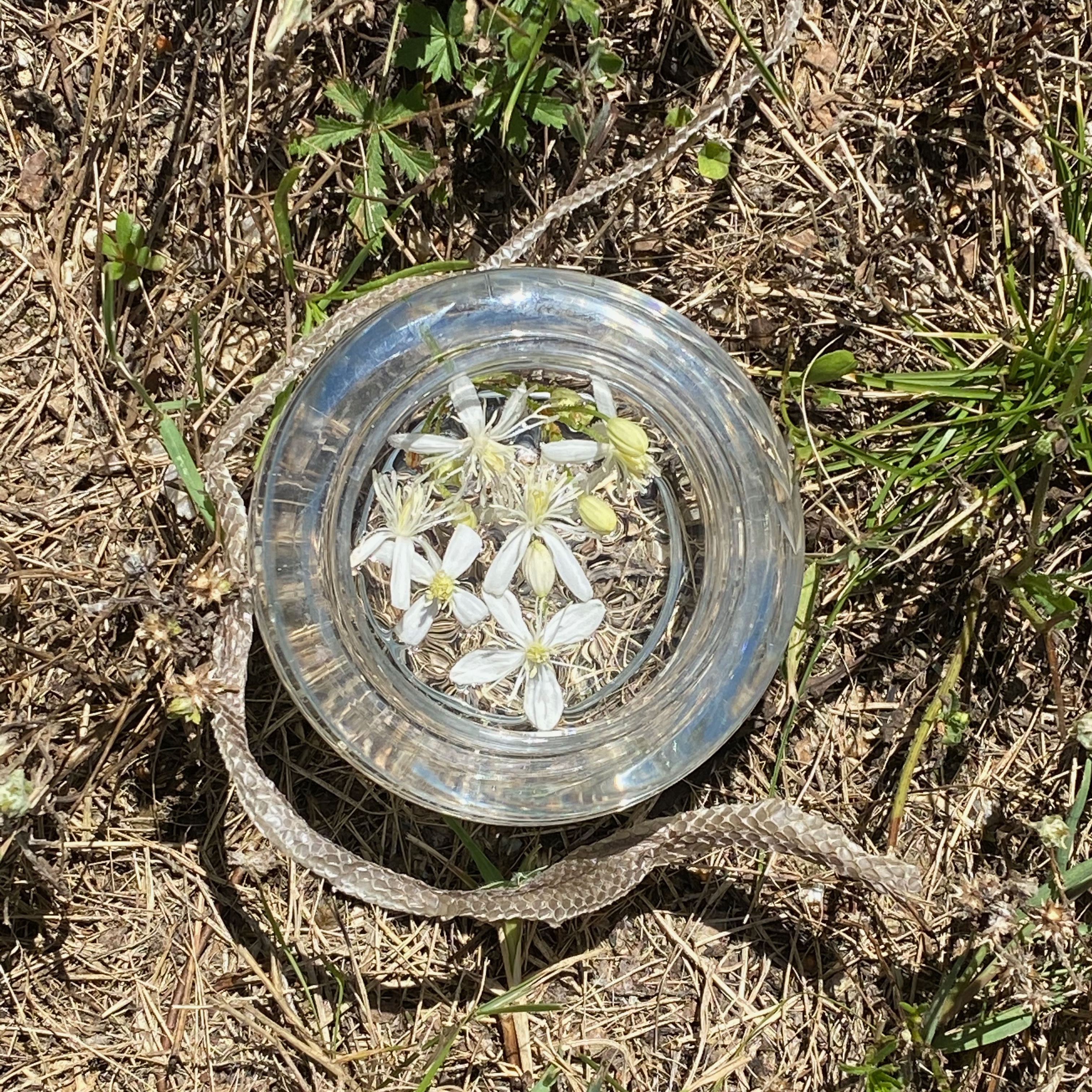 Wild Clematis + Snake: Essence