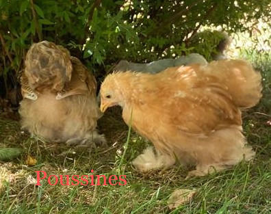 Miniature : Poussine / Coq Pékin