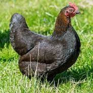 Miniature : Réservation Poussin Marans nain