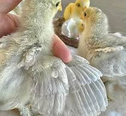 Point interrogation.webp