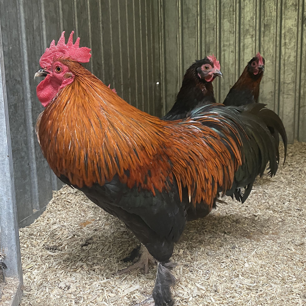 Miniature : Réservation Poussin Marans nain