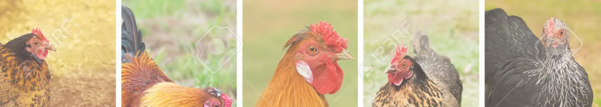 banière poule.webp