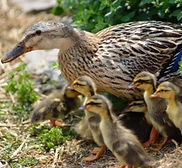 Point interrogation.webp