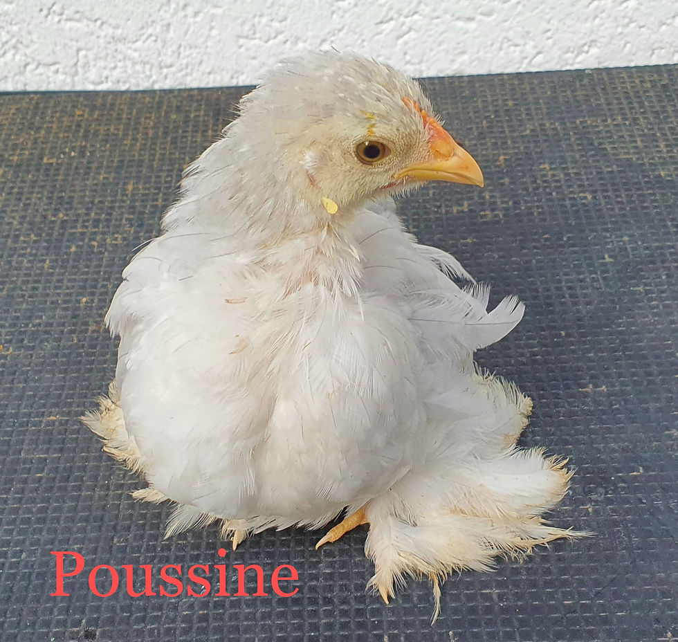 Miniature : Poussine / Coq Pékin "Lémon / coucou"