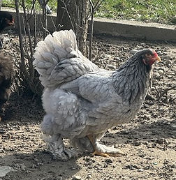 nadege@brahma-farm.ch