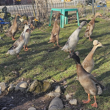 Canard "Coureur Indien"