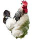 coq