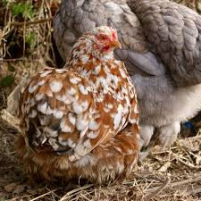 Miniature : Poussin Pékin "Mille-fleurs"