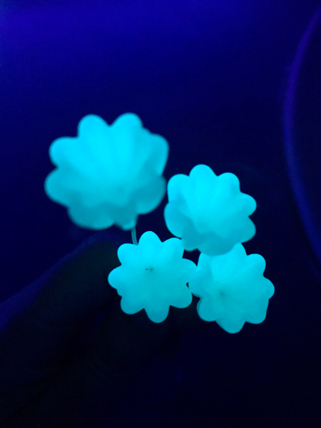 Ivory glow in the dark flower 
