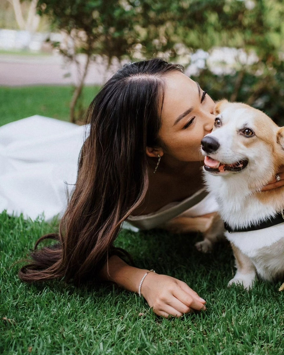 corgi at wedding