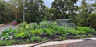 our three veggie garden beds